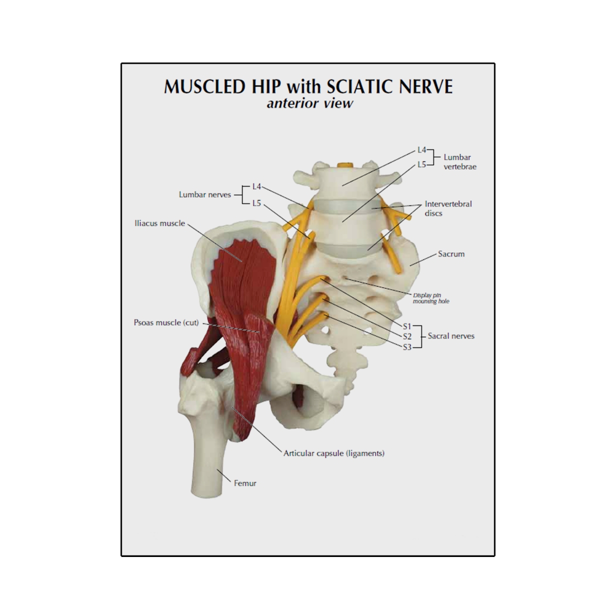 Quadril Com M Sculos E Nervo Ci Tico Mogiglass Anatomia E Simula O