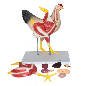 Anatomia da Galinha 8 Partes, é um modelo em tamanho natural de 8 partes com um corte medial que descreve em detalhes a anatomia interna de uma galinha. 