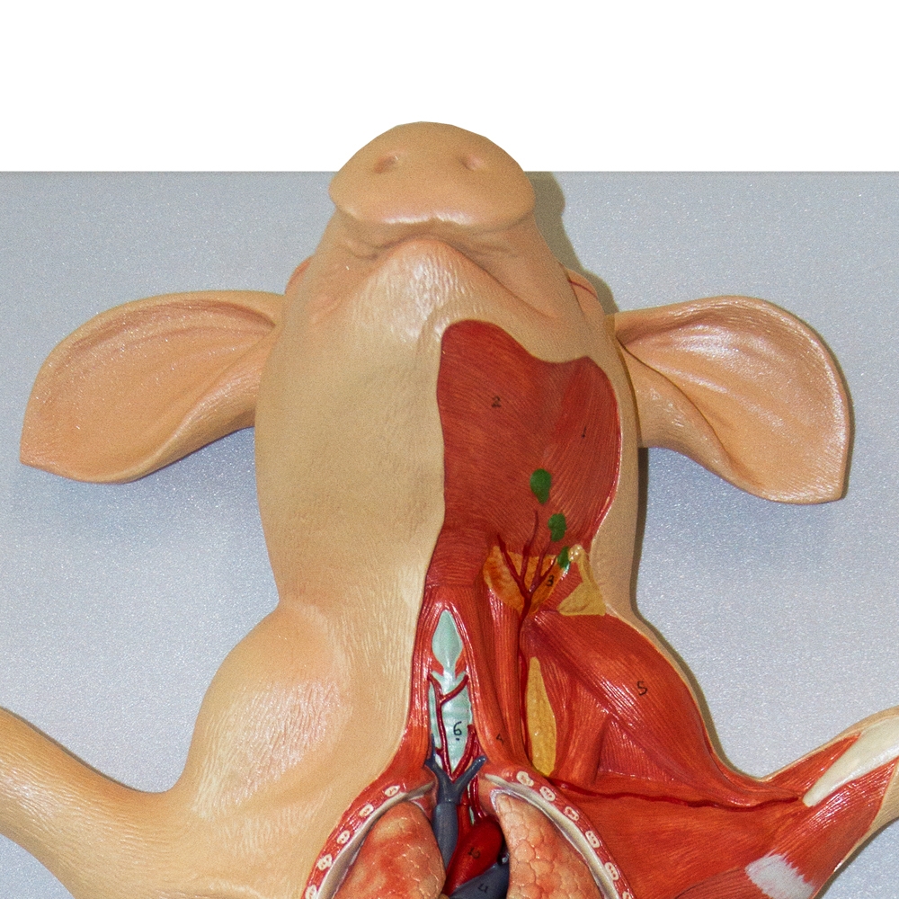 anatomia do porco