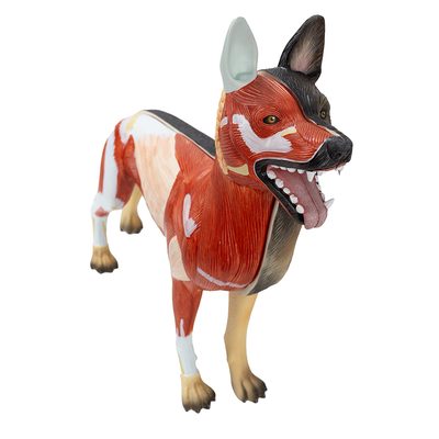 Anatomia do Cachorro 11 partes BI52
