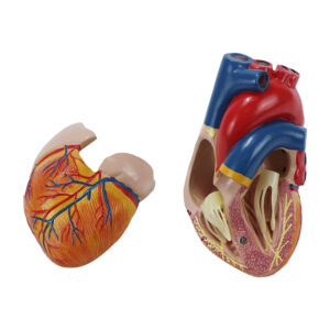 Coração Clássico com Sistema Condutor 2 Partes CO083
