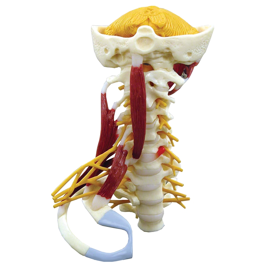 Coluna Cervical com Músculos luxo