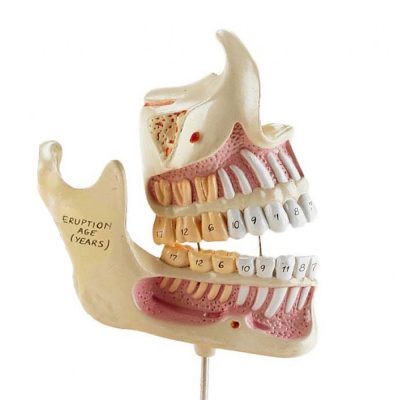 Desenvolvimento da Dentição, 4 modelos em tamanho natural, montados em uma base, com mandíbulas e dentes desde o nascimento até a idade adulta.