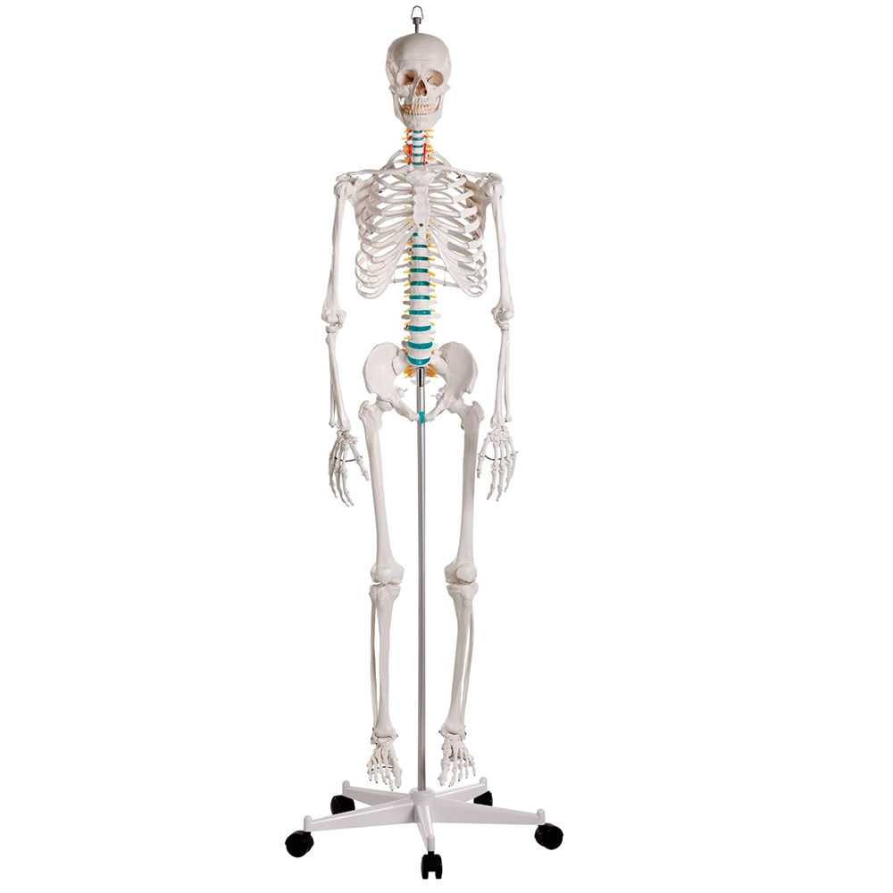 Esqueleto Adulto de Luxo Montado em Suporte com Rodízios, é uma reprodução de alta qualidade de um esqueleto adulto masculino, em tamanho natural. 