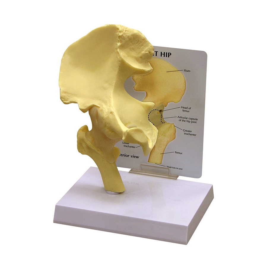 Modelo Básico de Quadril, é um modelo em tamanho natural de uma seção de um quadril adulto direito com fêmur, para estudos detalhados de anatomia.