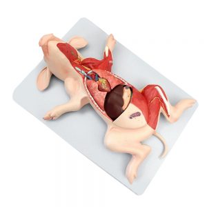 Anatomia do Porco 10 partes BI55 modelo de dissecação em tamanho natural  mostrando a anatomia interna e a musculatura superficial.