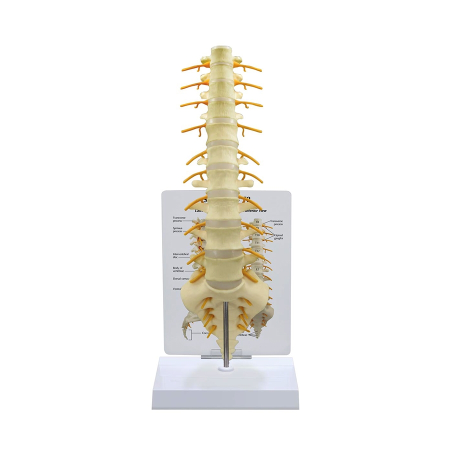 Vértebras e Sacro T8, é um modelo de uma seção da coluna vertebral em tamanho natural do cordão espinhal e das ramificações nervosas.