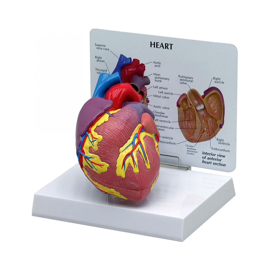 Coração Normal, é um modelo em tamanho natural em 2 partes que se abre na metade para mostrar as câmaras internas e as válvulas do coração. 