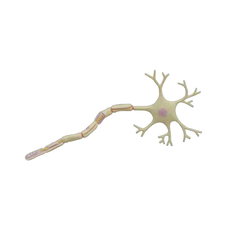 neurônio - superdimensionado