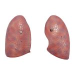 pulmões - detalhe