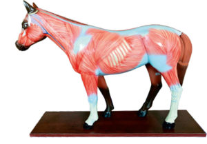 Anatomia do Cavalo 12 partes BI58 (Equus Ferus Caballus) é um modelo com 12 partes removíveis do sistema muscular, reprodutivo e digestivo.