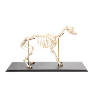 Esqueleto do Cachorro (canis Lupus Familiaris) VET20 é uma réplica montada em uma base de madeira em tamanho natural com ossos reais. 