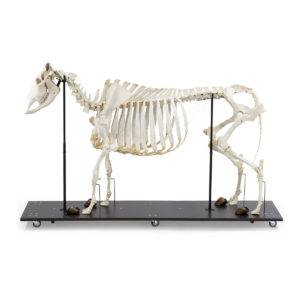 Esqueleto Natural Articulado Bovino (Bos Taurus)