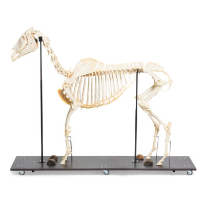 Esqueleto-Natural-Articulado-de-Equino Equus Ferus Caballus