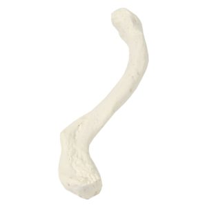 Modelo de clavícula OS455 é uma réplica em tamanho natural do osso da clavícula masculina adulto é  uma ferramenta para o estudo da anatomia.