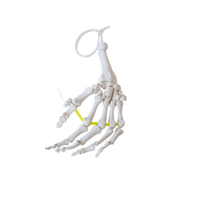 Esqueleto da mão acordoado em nylon