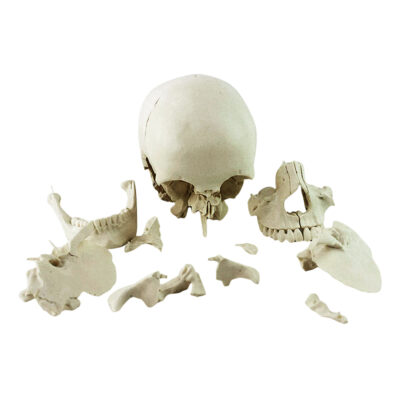 Crânio de Encaixe em 22 Partes CR290