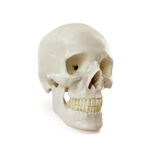 crânio de encaixe 22 partes montado