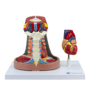 Coração com Esôfago e Traqueia 6 Partes