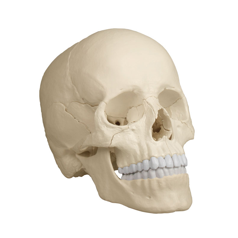 Crânio de encaixe em 22 partes versão antômica é um modelo especialmente projetado com ímãs para ser fácil de montar e desmontar.