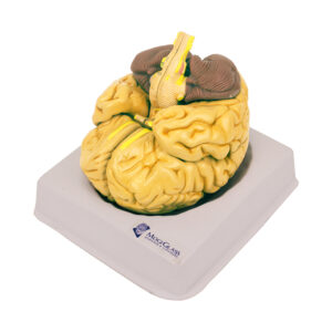 Cérebro Clássico 8 Partes CE17