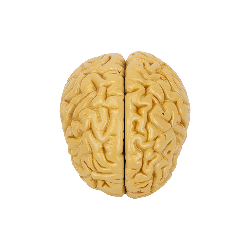 Cérebro Clássico 8 Partes CE17