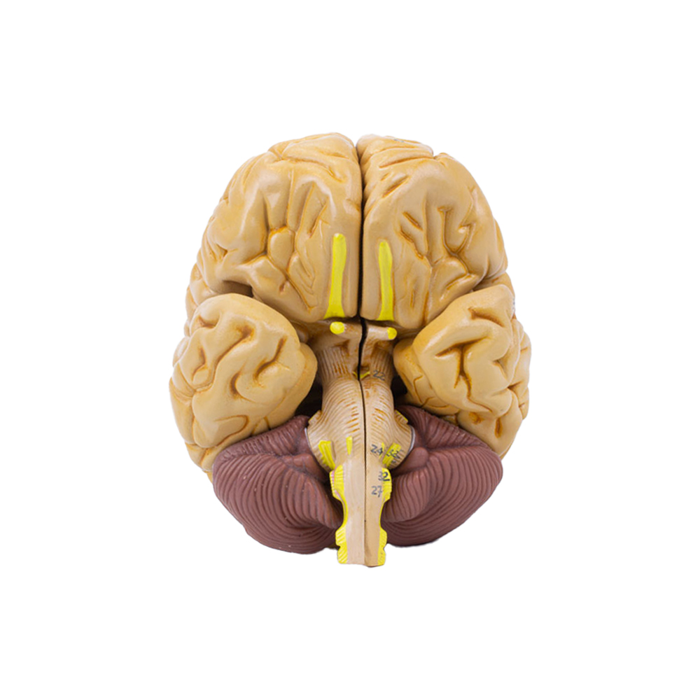 Cérebro Clássico 8 Partes CE17