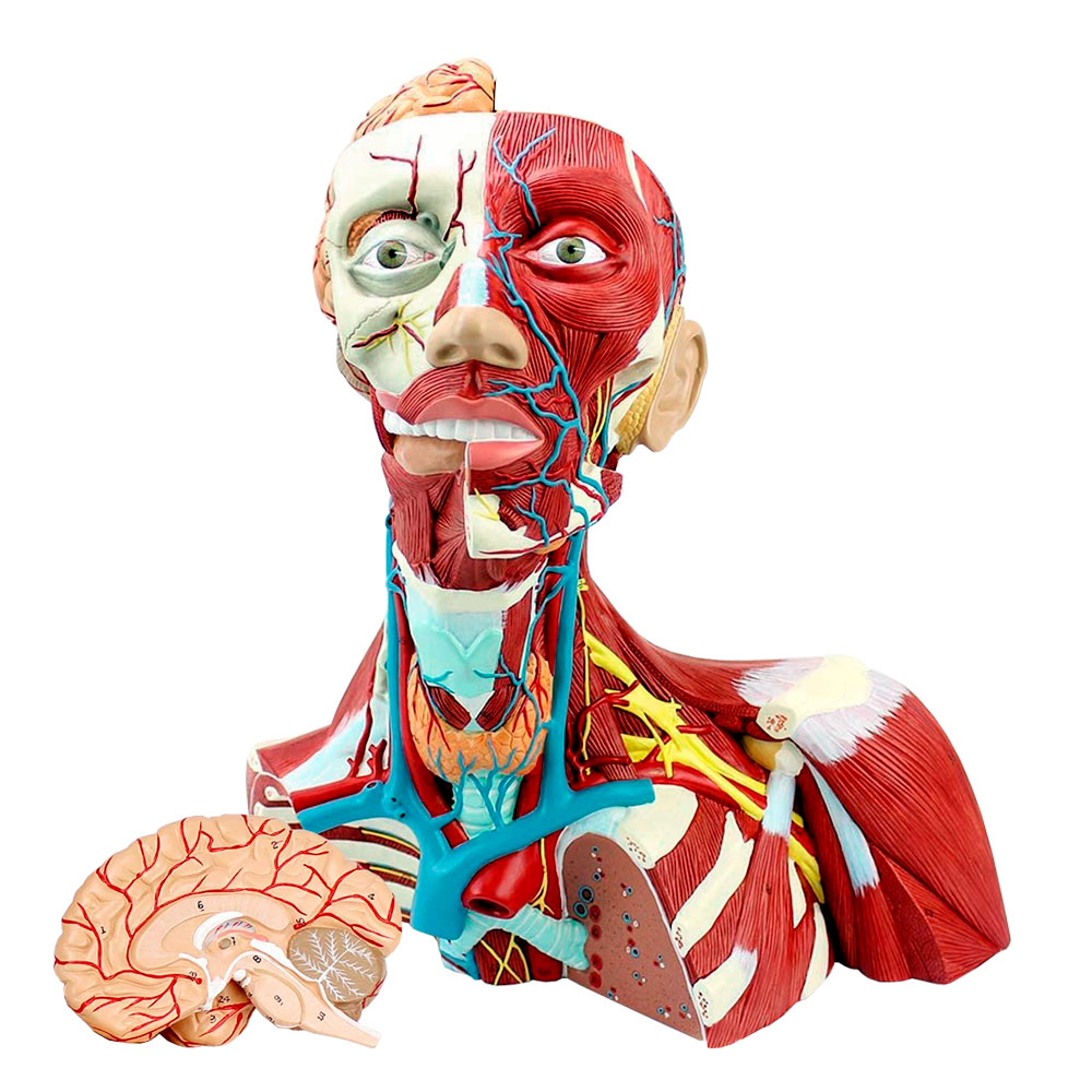 Musculatura do Tórax Pescoço e da Cabeça 3 Partes, em tamanho natural, com musculatura da cabeça, pescoço, parte superior do tórax e cérebro.