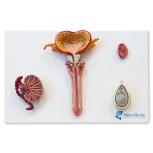 Seção do Órgão Reprodutor Masculino GE06 modelo em tamanho natural que mostra todos os órgãos do sistema reprodutor masculino em detalhes. 