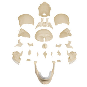 crânio de encaixe 22 partes desmontado Crânio de encaixe em 22 partes versão anatômica é um modelo especialmente projetado com ímãs para ser fácil de montar e desmontar.