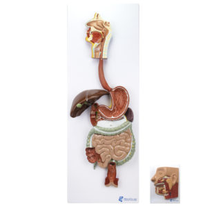 Sistema Digestivo 3 Partes SD21 tamanho natural mostra o trato digestivo humano a partir da cavidade bucal até o reto em seções.