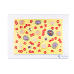 Célula Sanguínea Ampliada 2000 Vezes