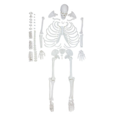 Esqueleto Completo Desarticulado