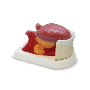 Lingua ampliada 2.5 vezes 3 Partes DE20