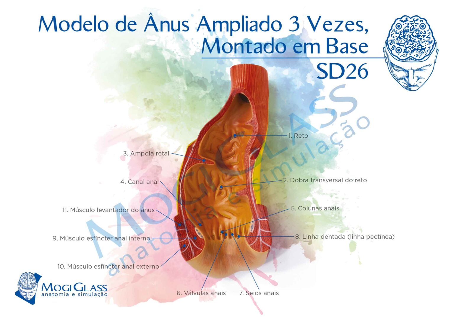 Modelo de Ânus ampliado 3 vezes | MogiGlass Anatomia e Simulação