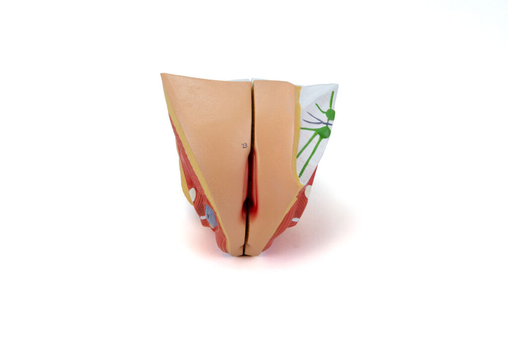 Órgão Genital Feminino 4 partes GE10