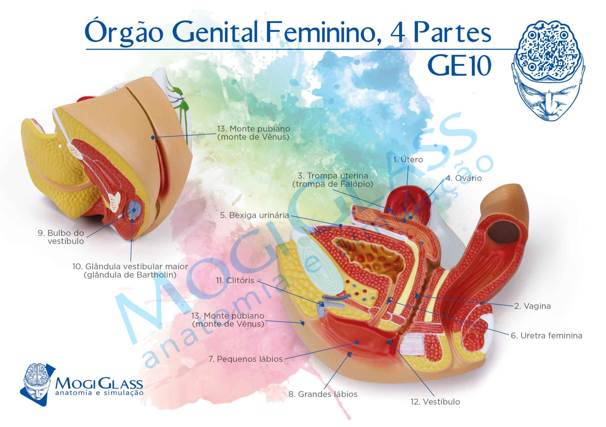 Rg O Genital Feminino Partes Mogiglass Anatomia E Simula O