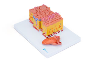 Microanatomia  da Ligua ampliada 20 vezes DE17 