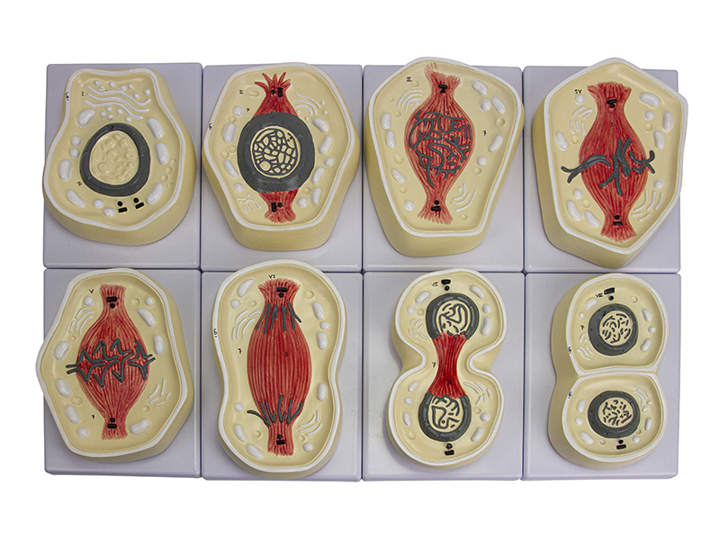 Mitose 8 Partes BI011 