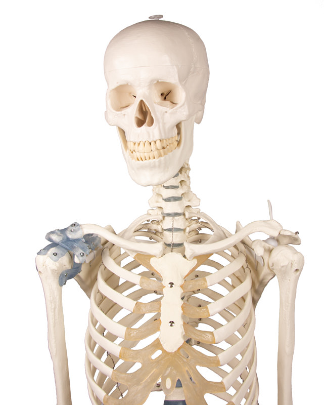 Esqueleto Adulto com ligamentos ES12 01 busto