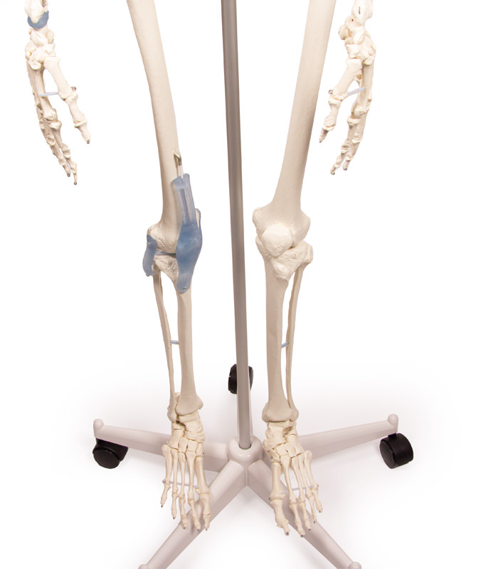 Esqueleto Adulto membros inferiore 03