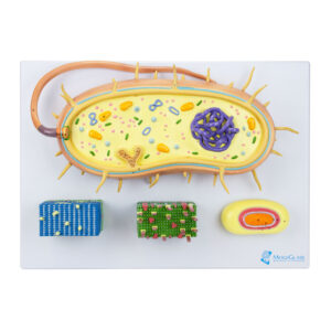 Bactéria ampliada BI33 é uma ferramenta completa para entender a estrutura da célula procariótica, composta por 4 modelos numa mesma base.