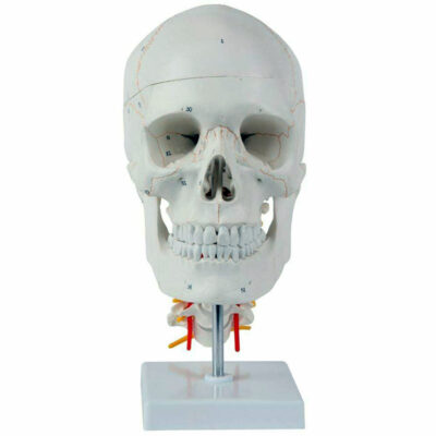 Cranio Clássico montado sobre Coluna Cervical CR201