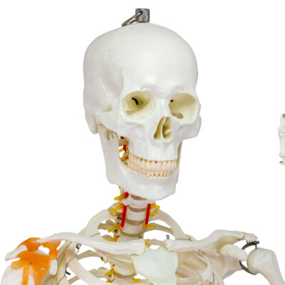 Esqueleto Adulto com Ligamentoss ES12