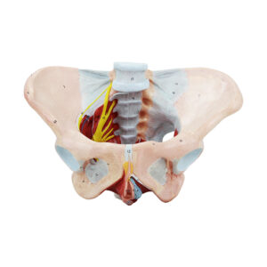Pelve Feminina com ligamentos Vasos Nervo e Assoalho pélvico ES32