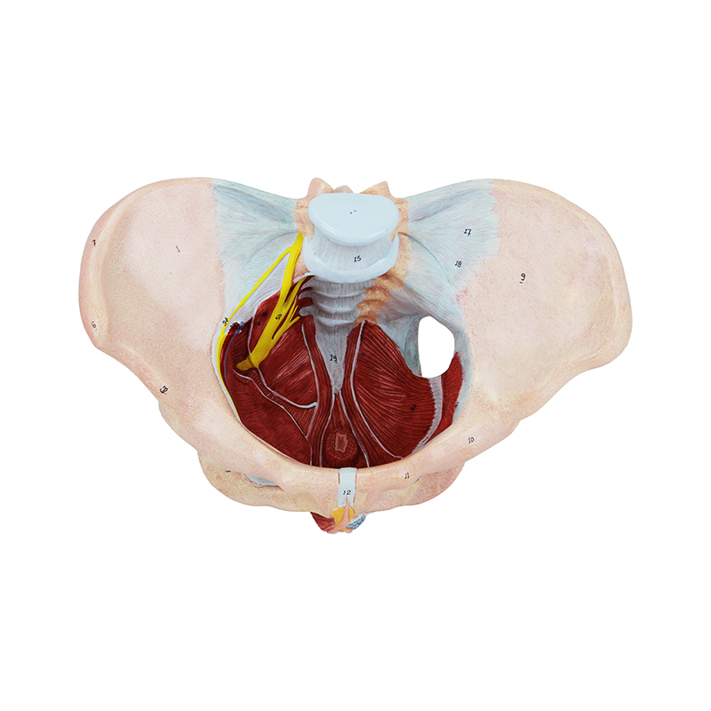 Pelve Feminina com ligamentos Vasos Nervo e Assoalho pélvico ES32