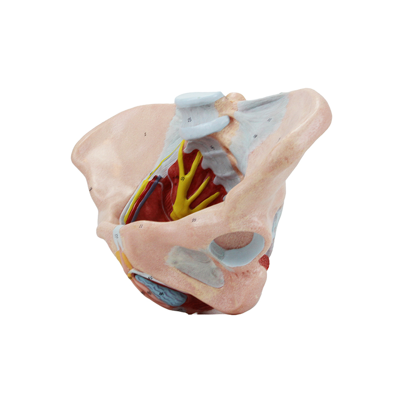 modelo anatomico ES32