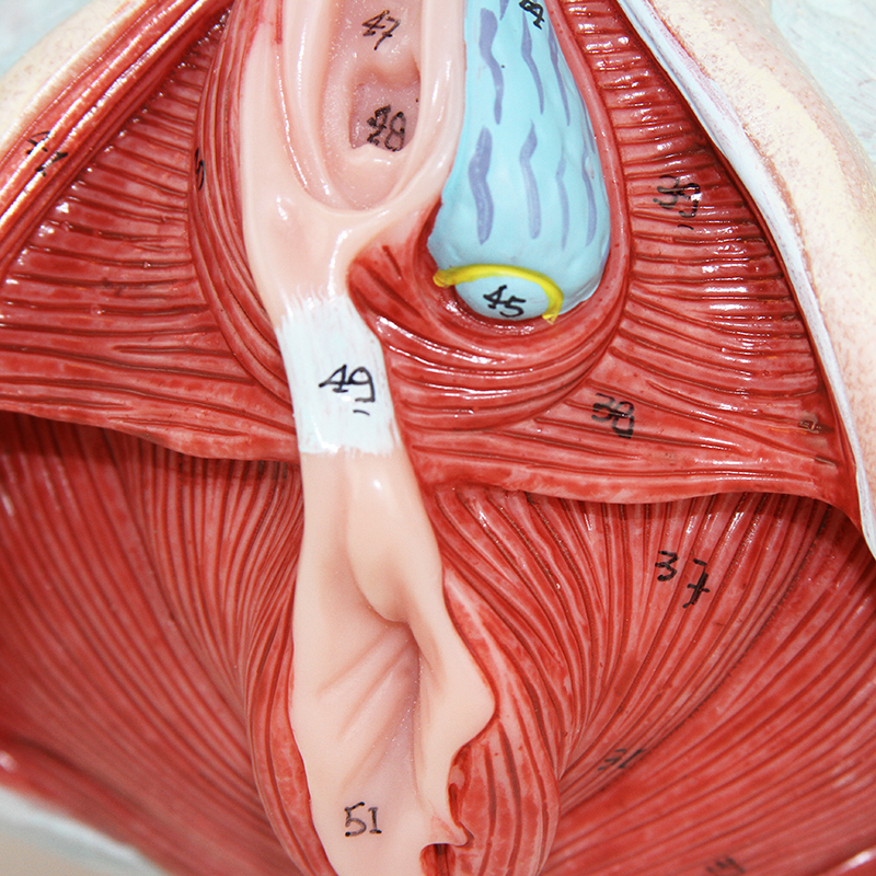 detalhe modelo anatomico ES32