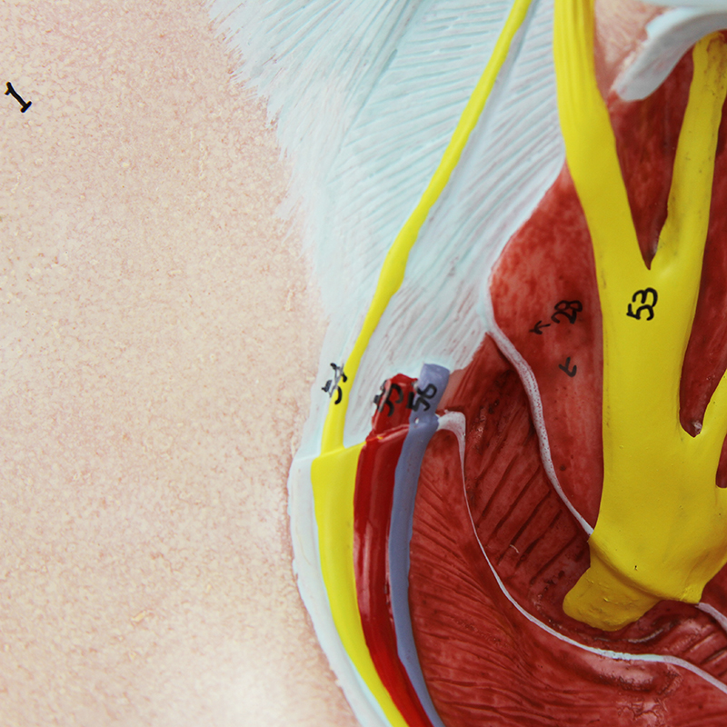 detalhe modelo anatomico ES32