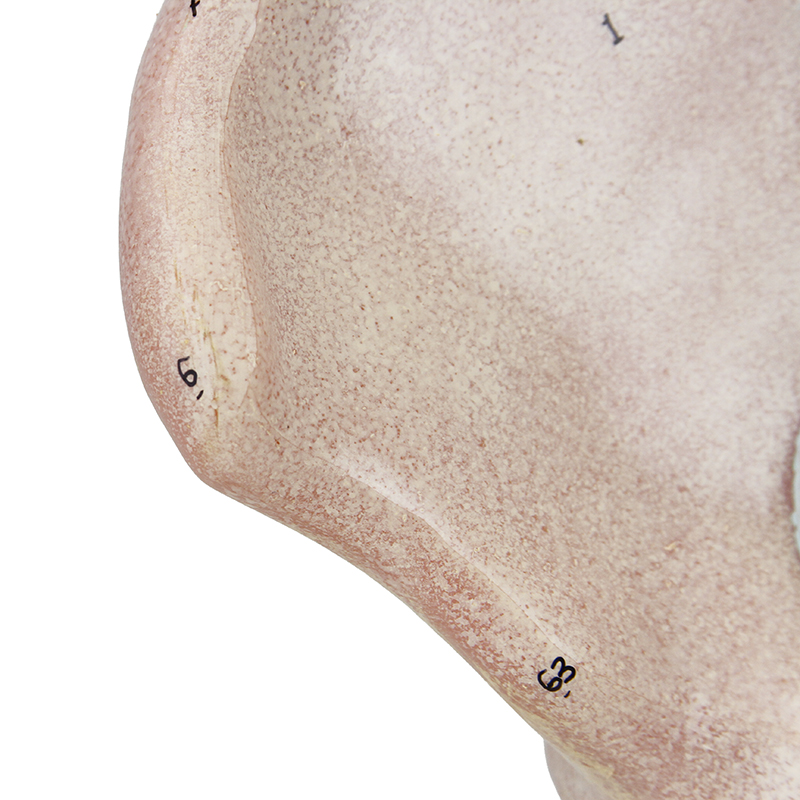 detalhe modelo anatomico ES32